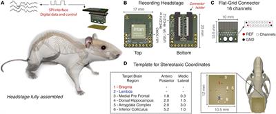 A Fully Adapted Headstage With Custom Electrode Arrays Designed for Electrophysiological Experiments